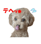 cutie puppy anne（個別スタンプ：3）