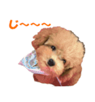 cutie puppy anne（個別スタンプ：4）