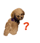 cutie puppy anne（個別スタンプ：5）