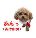 cutie puppy anne（個別スタンプ：6）