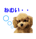 cutie puppy anne（個別スタンプ：8）