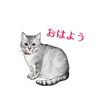 もふもふ猫ズ2（個別スタンプ：1）