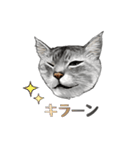 もふもふ猫ズ2（個別スタンプ：21）