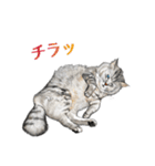 もふもふ猫ズ2（個別スタンプ：24）