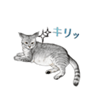 もふもふ猫ズ2（個別スタンプ：31）