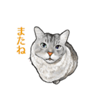 もふもふ猫ズ2（個別スタンプ：38）