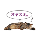 もふもふ猫ズ2（個別スタンプ：40）