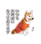 しばいぬハナコ6【柴犬写真】（個別スタンプ：11）