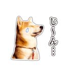 しばいぬハナコ6【柴犬写真】（個別スタンプ：13）