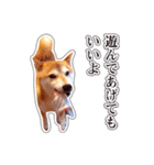 しばいぬハナコ6【柴犬写真】（個別スタンプ：15）