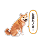 しばいぬハナコ6【柴犬写真】（個別スタンプ：17）