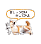 しばいぬハナコ6【柴犬写真】（個別スタンプ：20）