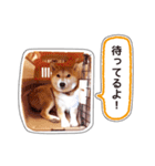 しばいぬハナコ6【柴犬写真】（個別スタンプ：37）