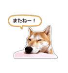 しばいぬハナコ6【柴犬写真】（個別スタンプ：40）
