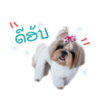 honey dog（個別スタンプ：1）