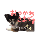 チワワのまりなちゃん（個別スタンプ：2）