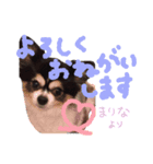 チワワのまりなちゃん（個別スタンプ：8）