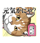 にゃんこ学園(PART7)（個別スタンプ：33）