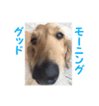 dog dog dog dog（個別スタンプ：1）