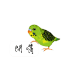 Parrots love to speak（個別スタンプ：2）