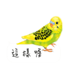 Parrots love to speak（個別スタンプ：7）