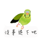 Parrots love to speak（個別スタンプ：28）