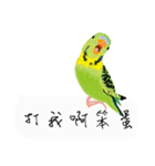 Parrots love to speak（個別スタンプ：36）