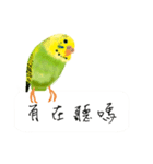 Parrots love to speak（個別スタンプ：37）