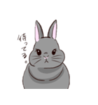 ツンツンもなかのうさぎ生活（個別スタンプ：10）