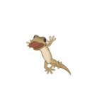 Little House Gecko（個別スタンプ：6）