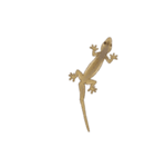 Little House Gecko（個別スタンプ：20）