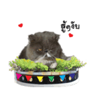 Angpao（個別スタンプ：29）