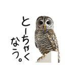アカアシモリフクロウのめめ。（個別スタンプ：2）