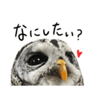 アカアシモリフクロウのめめ。（個別スタンプ：3）