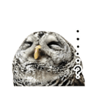 アカアシモリフクロウのめめ。（個別スタンプ：4）