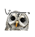アカアシモリフクロウのめめ。（個別スタンプ：5）
