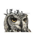 アカアシモリフクロウのめめ。（個別スタンプ：6）