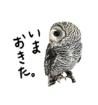 アカアシモリフクロウのめめ。（個別スタンプ：8）