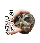 アカアシモリフクロウのめめ。（個別スタンプ：11）