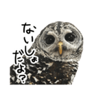 アカアシモリフクロウのめめ。（個別スタンプ：12）