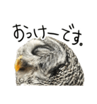 アカアシモリフクロウのめめ。（個別スタンプ：13）