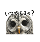 アカアシモリフクロウのめめ。（個別スタンプ：14）