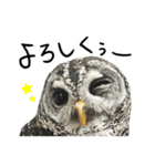 アカアシモリフクロウのめめ。（個別スタンプ：15）
