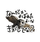 アカアシモリフクロウのめめ。（個別スタンプ：18）