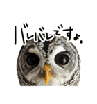 アカアシモリフクロウのめめ。（個別スタンプ：19）
