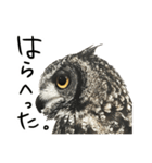 アカアシモリフクロウのめめ。（個別スタンプ：20）