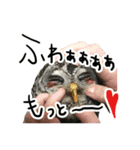 アカアシモリフクロウのめめ。（個別スタンプ：21）