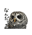 アカアシモリフクロウのめめ。（個別スタンプ：22）