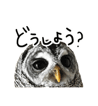 アカアシモリフクロウのめめ。（個別スタンプ：23）