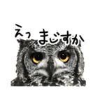 アカアシモリフクロウのめめ。（個別スタンプ：24）